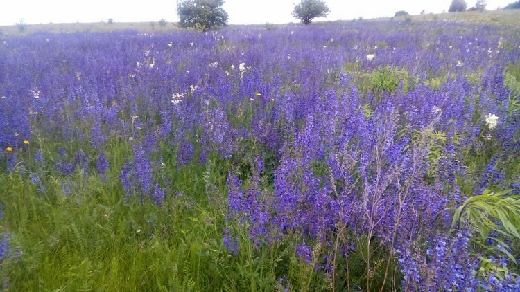 Юнная революционерка Утена | Бэйбики Юнная революционерка Утена (фото 9)