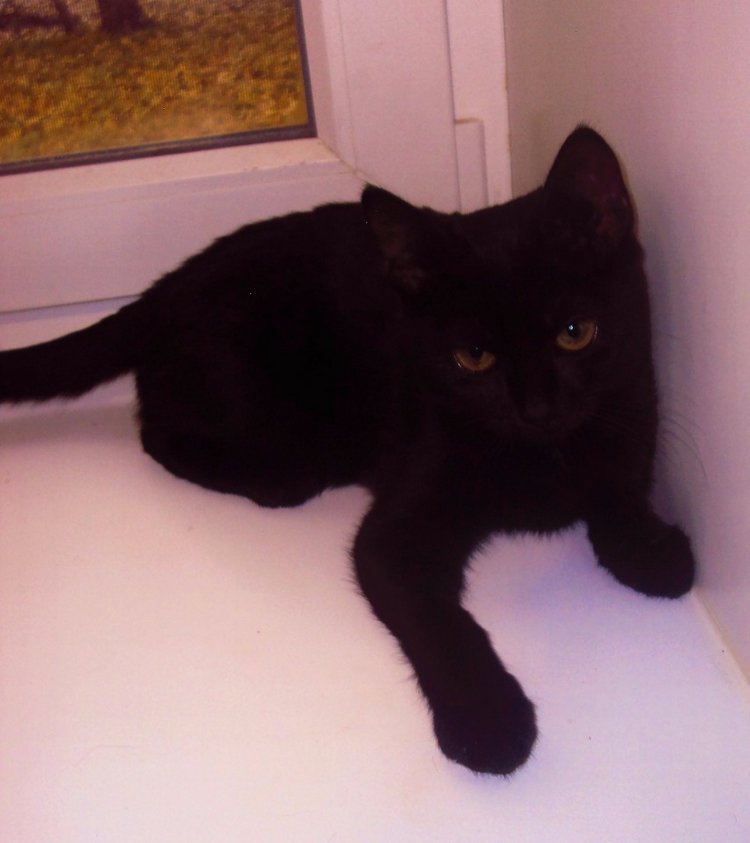 Осенняя фотосессия — Куклы Adora (Адора): коллекционные виниловые