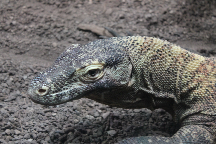 По Германии: зоопарк Лейпцига, часть 2