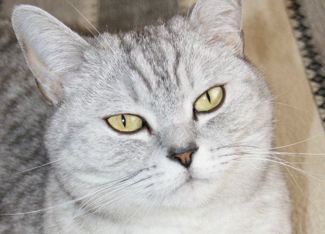 Хулиганка Джо от Susi Eimer