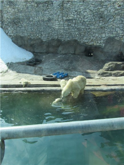 Наша традиционная майская прогулка по Московскому зоопарку