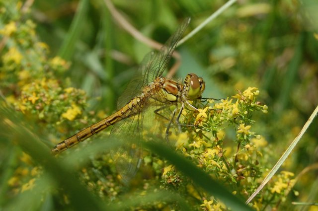 Путешествие по огромному миру! Ирис от E. Pfaffendorf и Тим от Susi Eimer