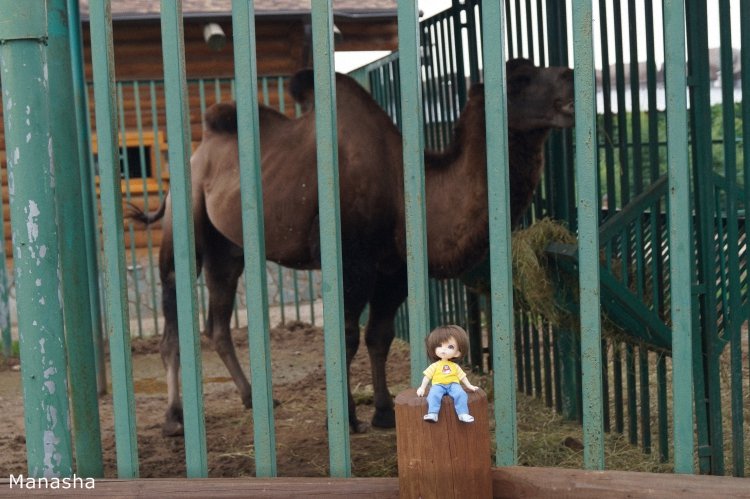 Как Майка в зоопарк ходила. pukiFee Ante Fairyland | Бэйбики Как Майка в зоопарк ходила. pukiFee Ante Fairyland (фото 6)