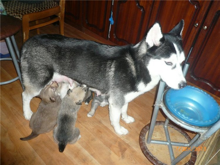 Куклы и собаки. Радость в нашем доме