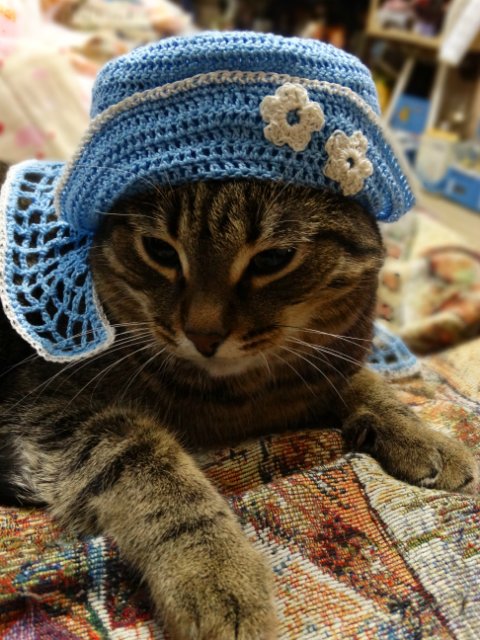 Моего кота не волнуют конкурсы, он просто любит фотографироваться (фото 5)