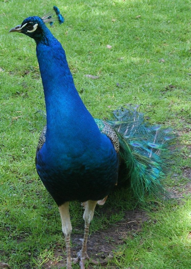 Hirschpark Hamburg. Олений парк. ВИДЕО