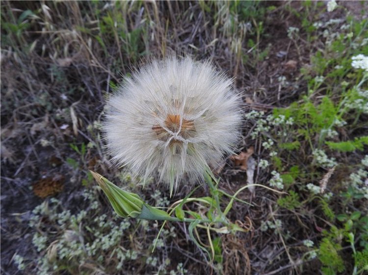 Любителям маленьких кукол