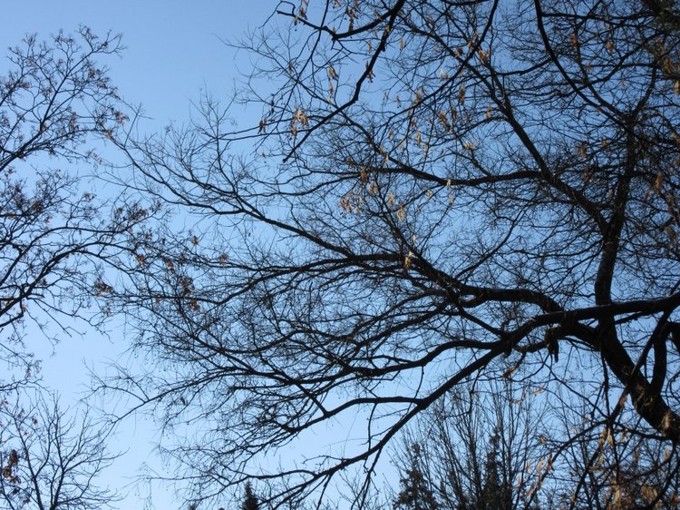 Утренняя прогулка в парке Горького с Соломоном и Анхен, или О сложностях гуляния с собакой и куклой одновременно