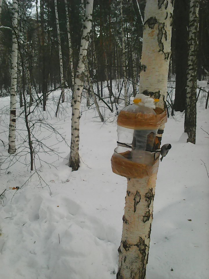 Интересное наблюдение за птицами у кормушки