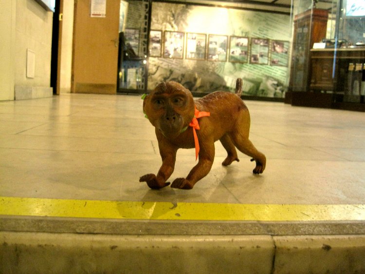 День в музее. Анжела в Государственном Дарвиновском музее (фото 7)