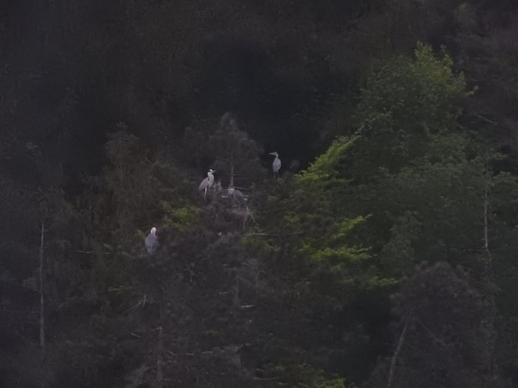 Любителям птиц. Серая цапля Словении