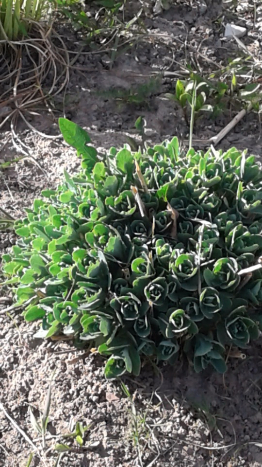 Природа Пскова: из весны в лето (фото 5)