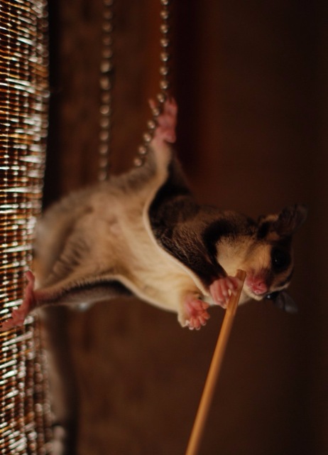 Космос — В мире животных: смешные фото питомцев и зверей (фото 3)