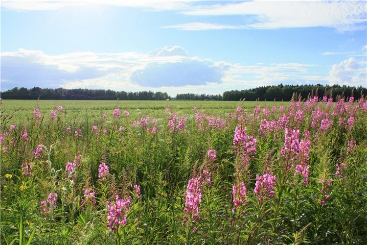 Просто Соня. Уникальные куклы от Сильвии Наттерер | Бэйбики Просто Соня. Уникальные куклы от Сильвии Наттерер