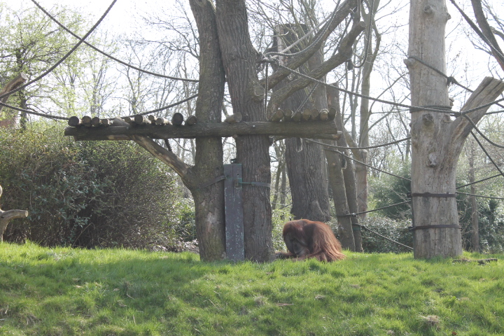 По Германии: зоопарк Лейпцига, часть 1