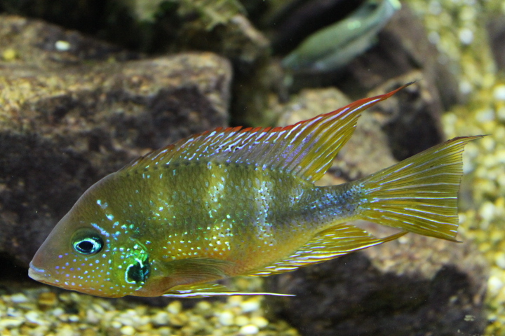 По Германии: зоопарк Лейпцига, часть 1