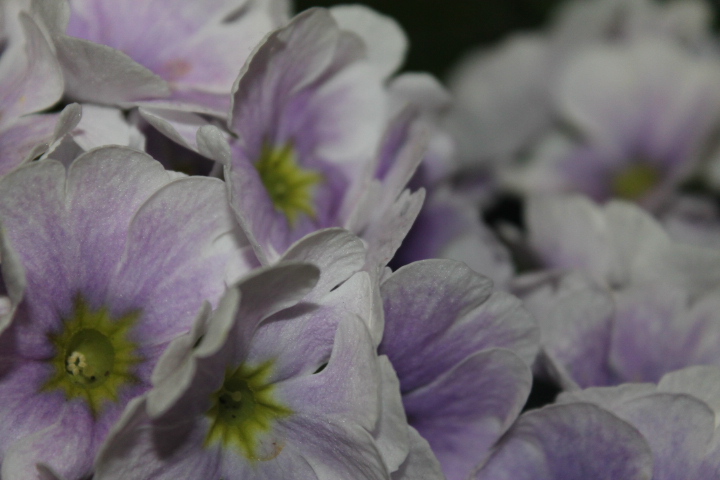 По Германии: весна в Лейпциге