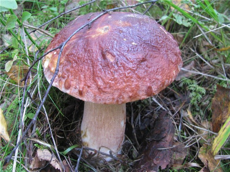 Прогулки Эмили по осеннему лесу | Бэйбики Прогулки Эмили по осеннему лесу