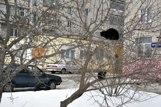 Коты прилетели... первые вестники весны