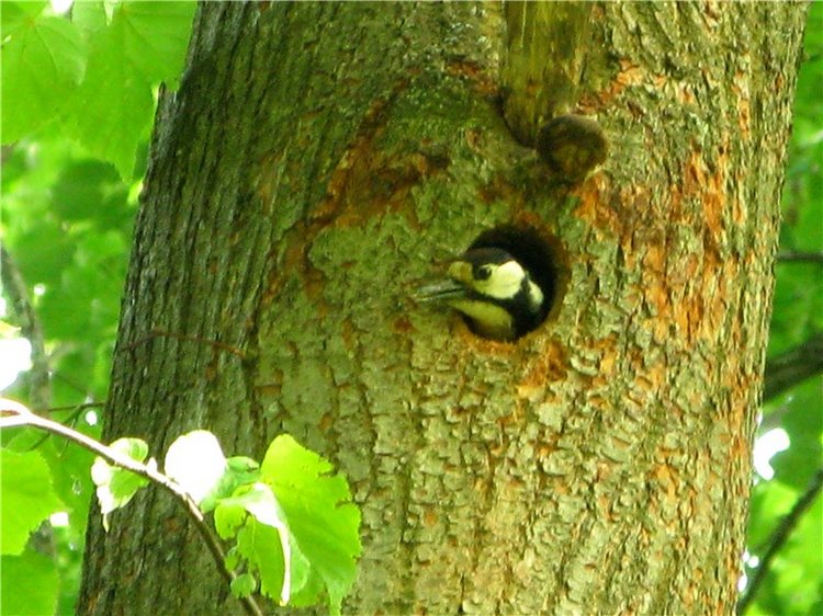 46-ой Пушкинский праздник поэзии в Берново. Часть первая
