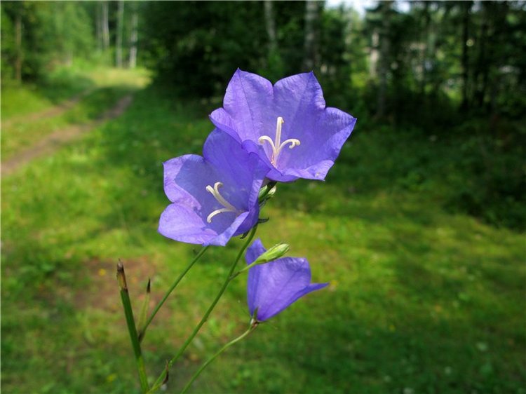 До свидания, Июль! Minouche от Sylvia Natterer (фото 8)