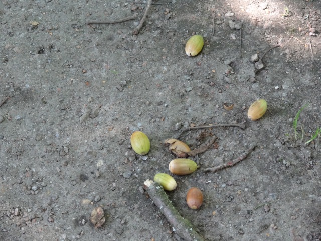 Красота вокруг нас ~ Jasmine Gotz ~