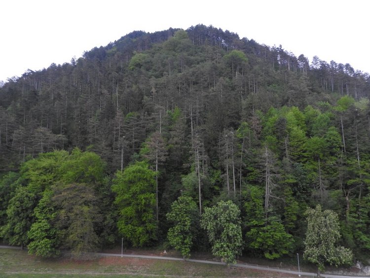 Любителям птиц. Серая цапля Словении (фото 5)