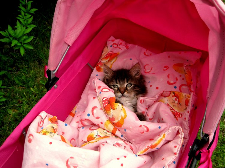 Лерочка и её куклы. Коллекционная кукла Лена Sissel Skille