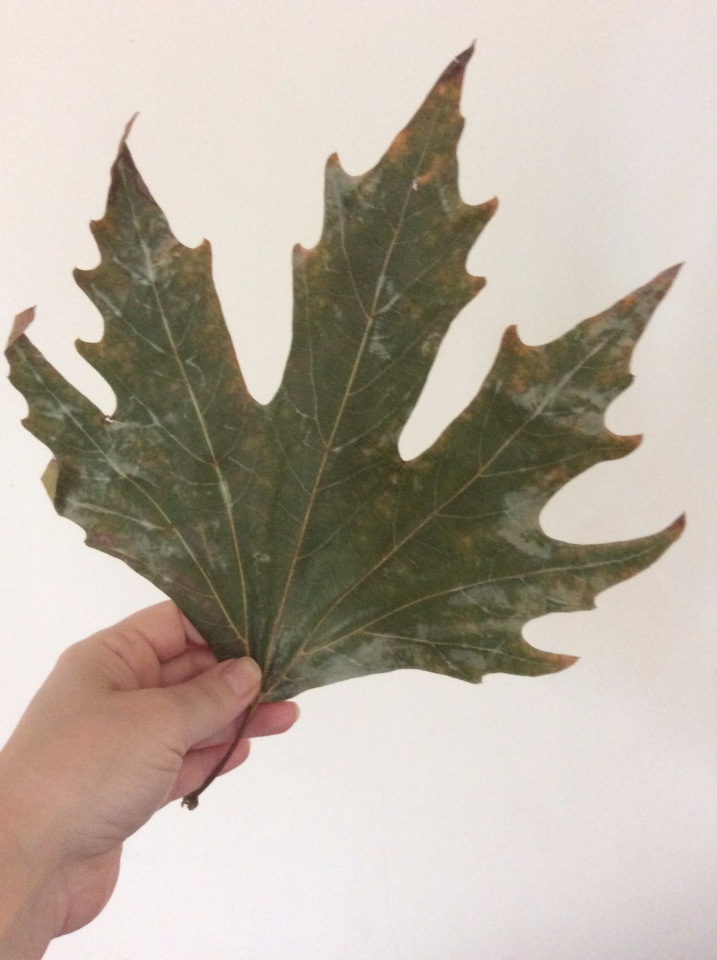 Осень в Австралии — Одежда и обувь для кукол BJD (БЖД): 1/3