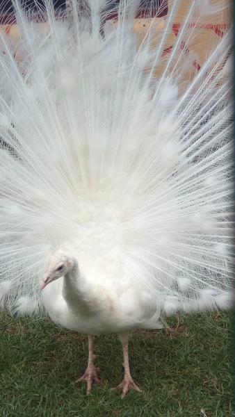 Тинка в экопарке — Куклы и тела Obitsu (Обитсу): 1/6