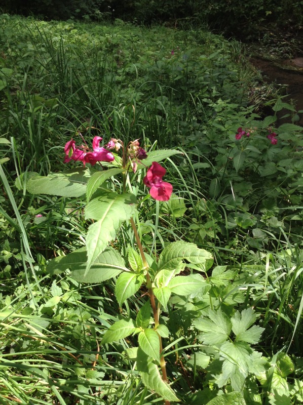 "Есть на Москве места такие..." ч.2. Тайны Коломенского оврага