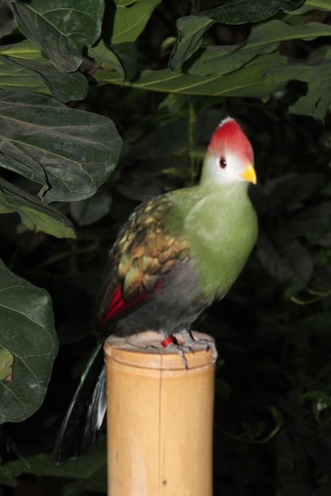 По Германии: зоопарк Лейпцига, часть 2