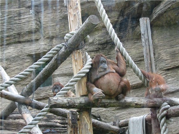 Наша традиционная майская прогулка по Московскому зоопарку