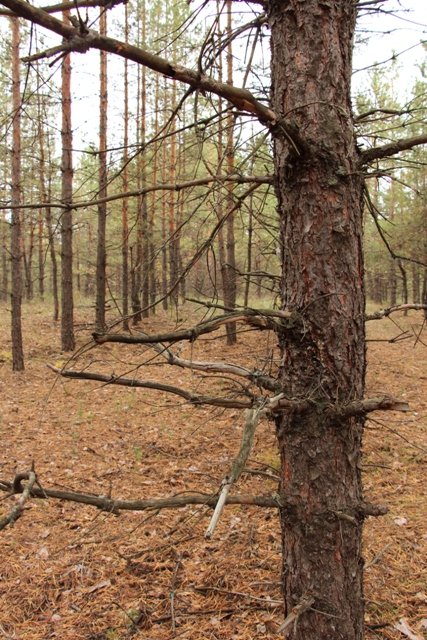 По грибы. Бузулукский бор (фото 5)