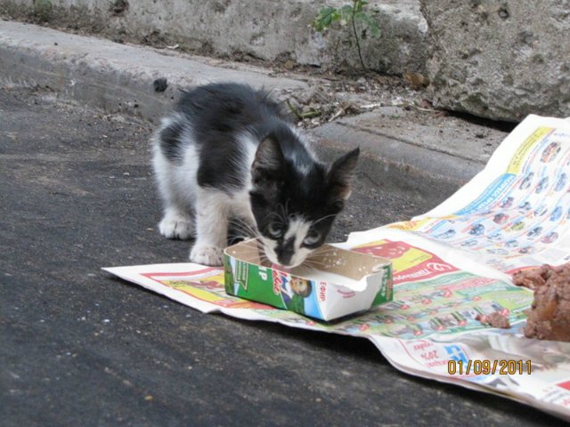Мне вслед глядит душа кошачья... 4 октября - день памяти святого Франциска и Международный день животных (фото 6)