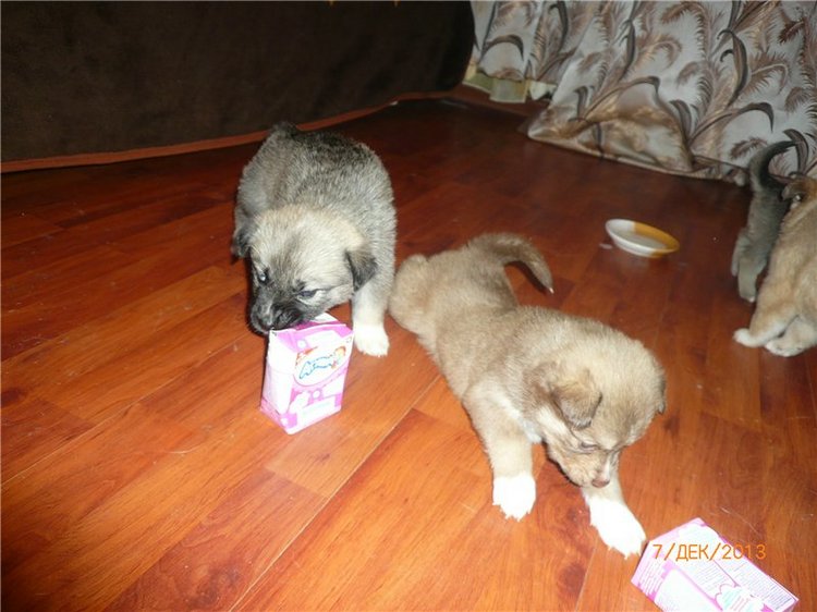 Куклы и собаки. Радость в нашем доме