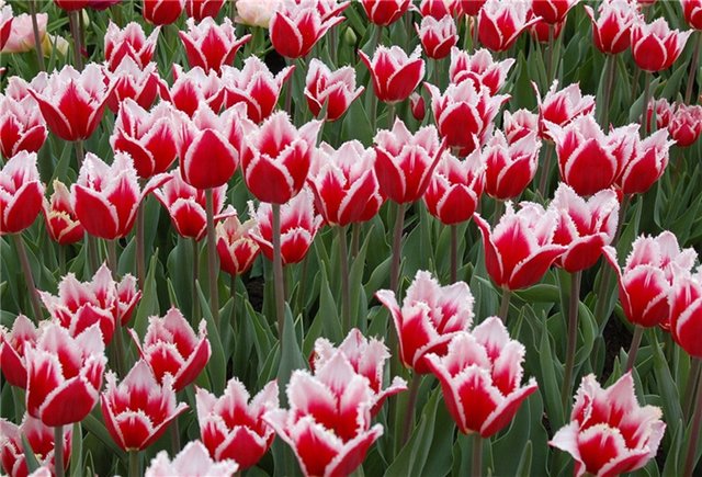 Весенние цветы для девочек Готц (фото 5)