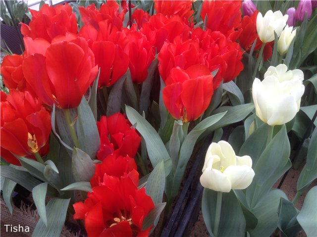 Репетиция весны в "Аптекарском огороде"