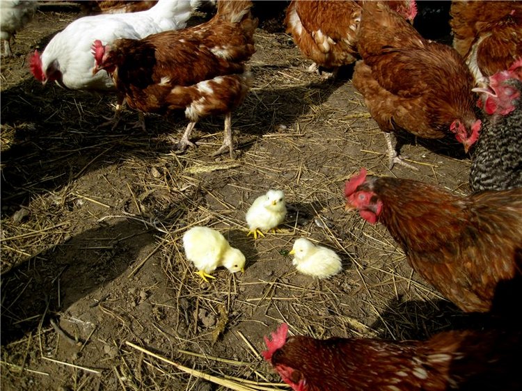 С праздником! Наше жёлторотое пополнение