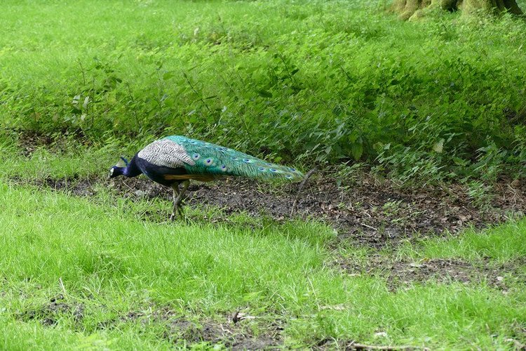 Hirschpark Hamburg. Олений парк. ВИДЕО