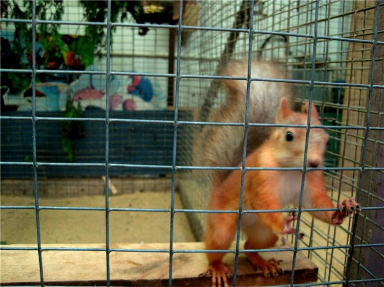 Лето. Солнце. Море. Всё смешалось - звери, куклы. Часть2 | Бэйбики Лето. Солнце. Море. Всё смешалось - звери, куклы. Часть2