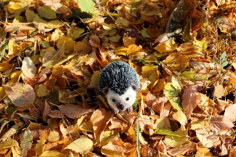 Ежуня. Валяние из шерсти — Валяные игрушки из шерсти: сухое валяние (фото 7)