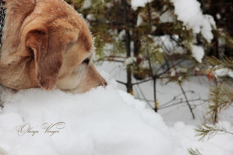 Любите ли вы Зиму так, как люблю ее я? Нэлли, кукла реборн Олеси Венгер