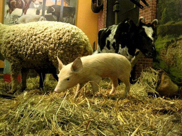 День в музее. Анжела в Государственном Дарвиновском музее