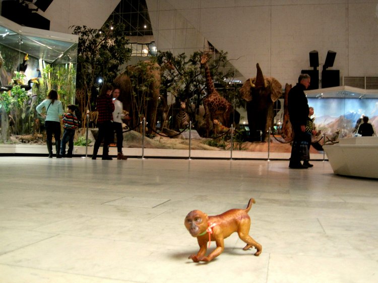 День в музее. Анжела в Государственном Дарвиновском музее