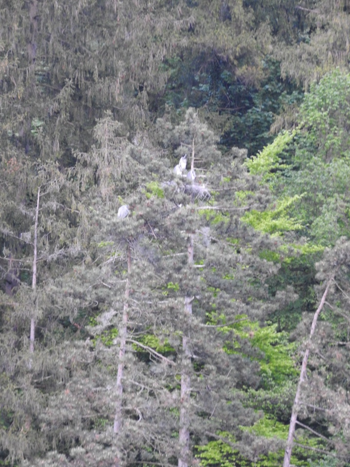 Любителям птиц. Серая цапля Словении