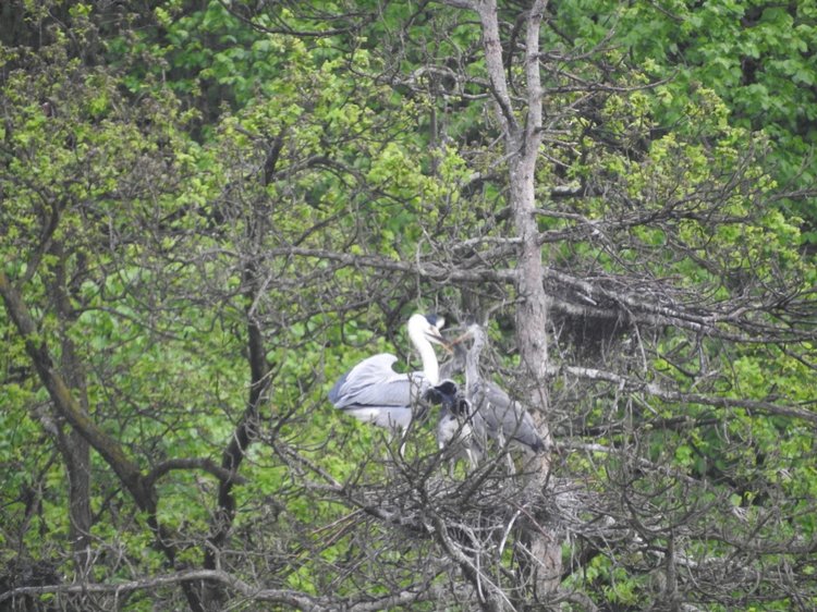 Любителям птиц. Серая цапля Словении