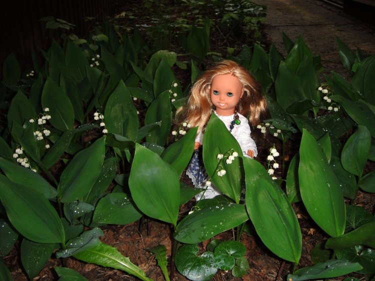 Как Шарлотта ездила на дачу