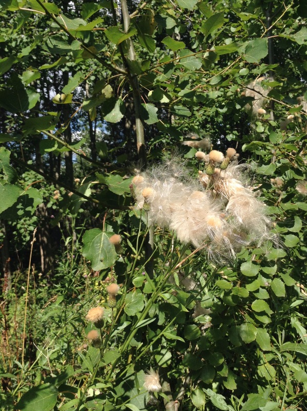 "Есть на Москве места такие..." ч.2. Тайны Коломенского оврага