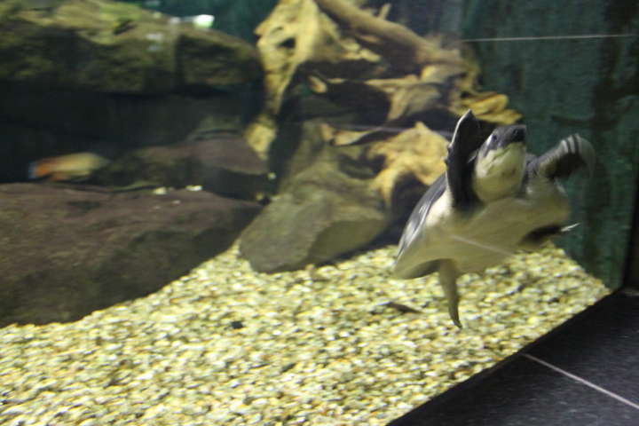 По Германии: зоопарк Лейпцига, часть 1